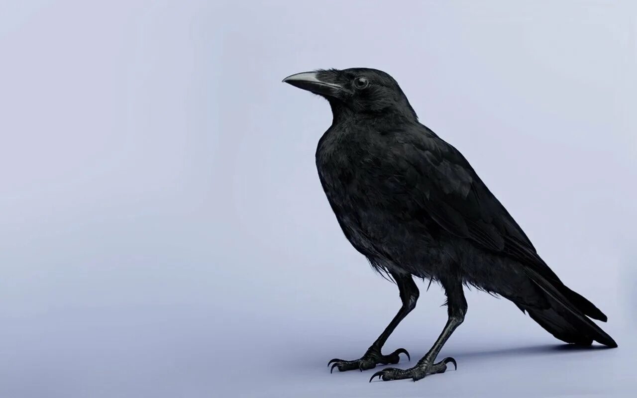 Новокаледонский ворон умнейшая птица. Умный ворон. Новокаледонская ворона. Ворон мудрая птица.