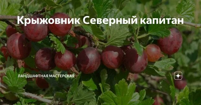 Крыжовник северный капитан описание. Сорт крыжовника Северный Капитан. Крыжовник Капитан севера. Крыжовник Орле Северный Капитан. Крыжовник Северный Капитан фото.