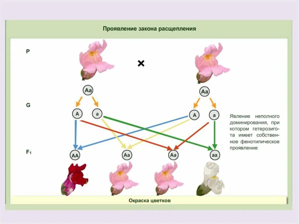 Неполное доминирование схема. Закон неполного доминирования Менделя. 2 Закон Менделя неполное доминирование. Схема скрещивания 2 закона Менделя.