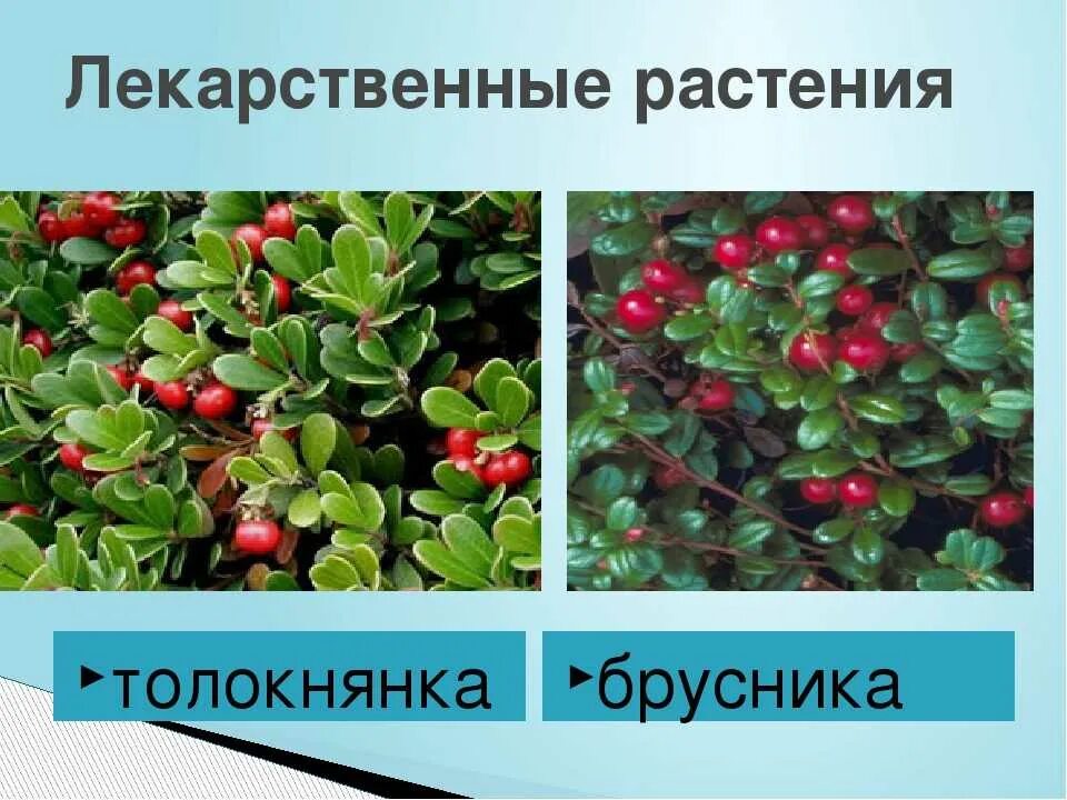 Толокнянка обыкновенная и брусника обыкновенная отличия. Толокнянка Лесная ягода. Толокнянка обыкновенная–кустарничек. Толокнянка обыкновенная это брусника.