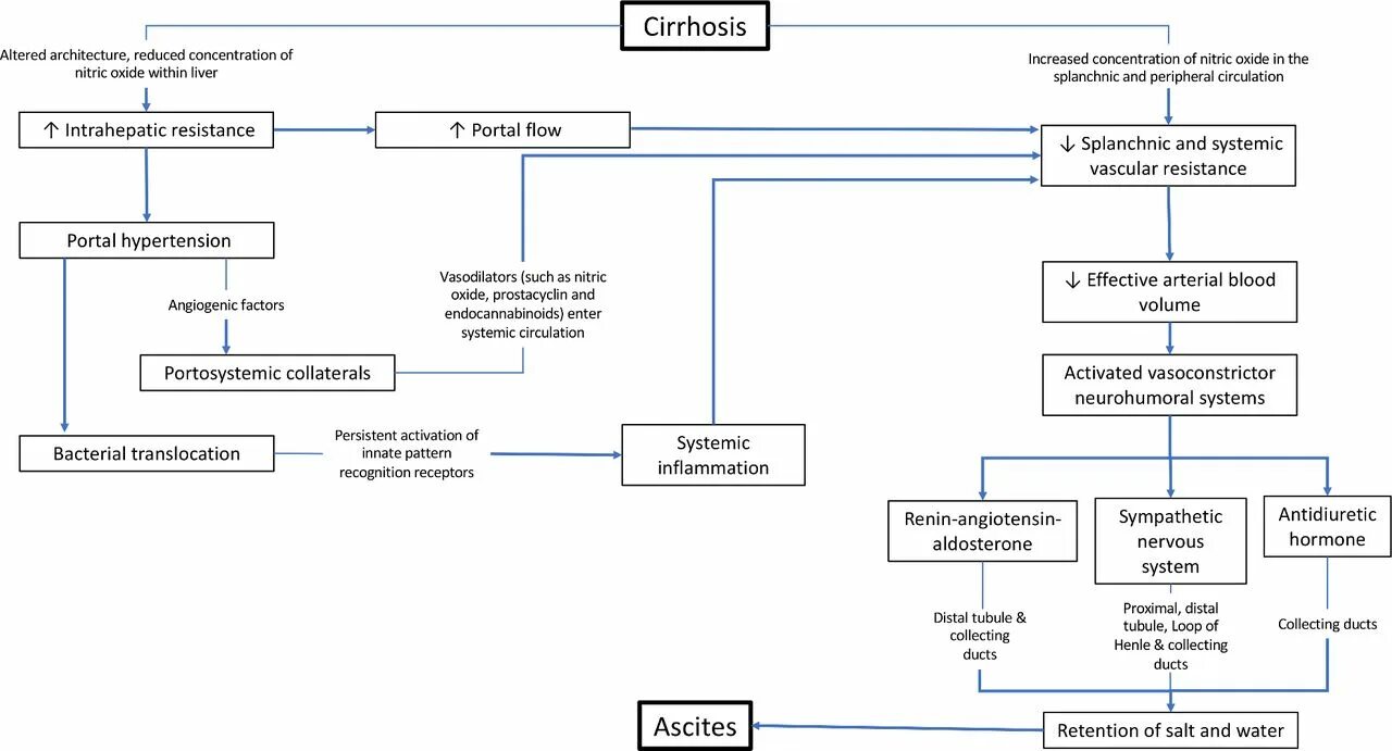 Pathophysiology of cirrhosis. Septic Shock pathogenesis.