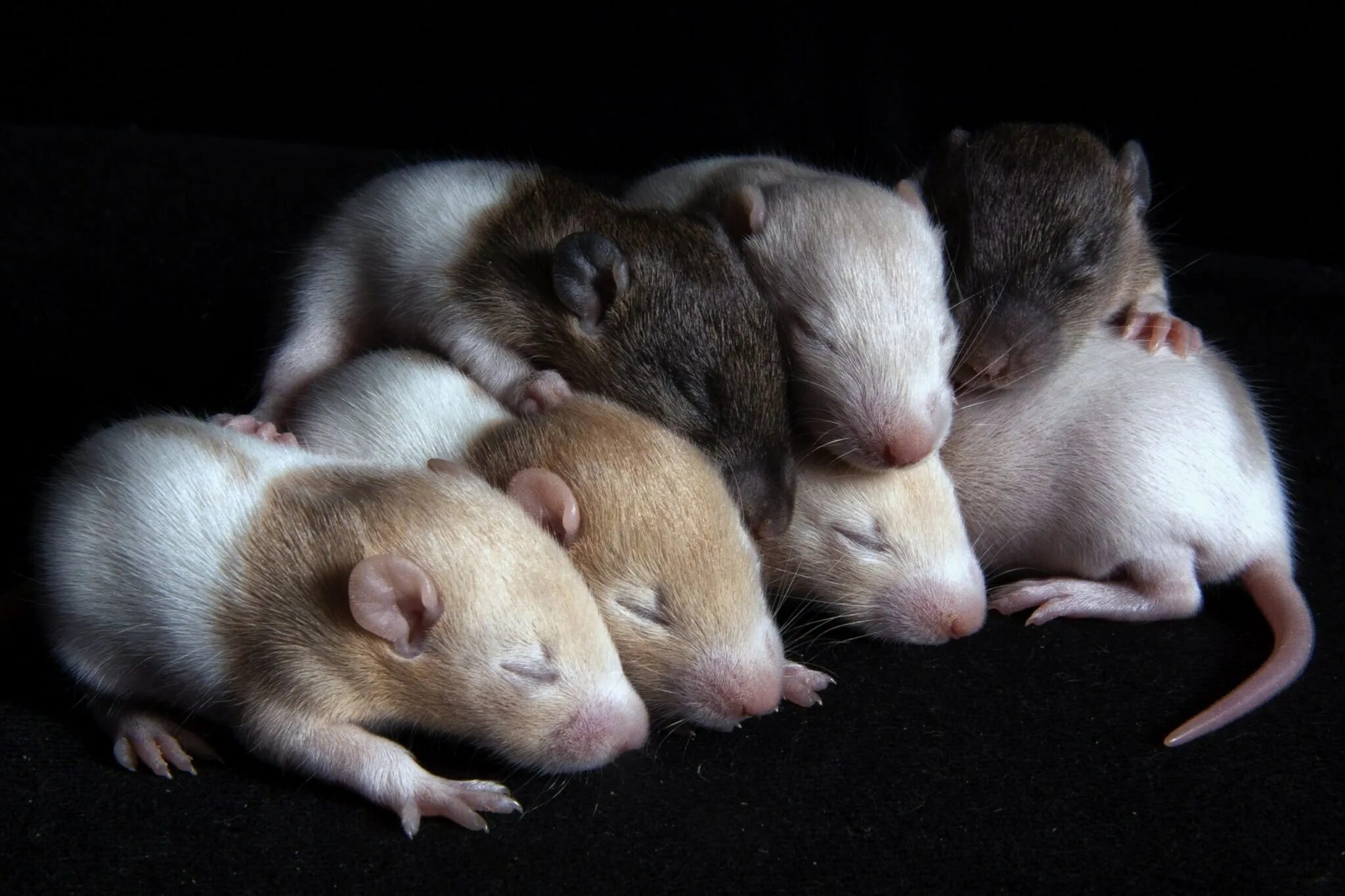 Пять мышей. Крысы. Милые крыски. Спящие крысы. Крысы домашние.