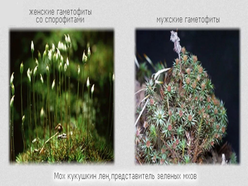 Гаметофит льна. Кукушкин лён мужской и женский гаметофит. спорофит мха кукушкин лен. мужской гаметофит кукушкиного льна. кукушкин лен гаметофит.