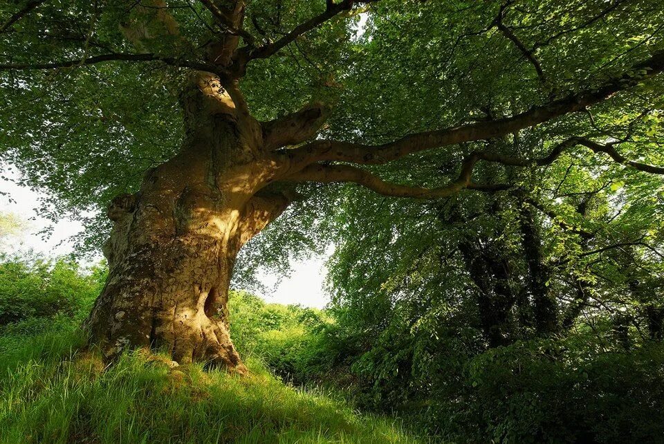 Old tree