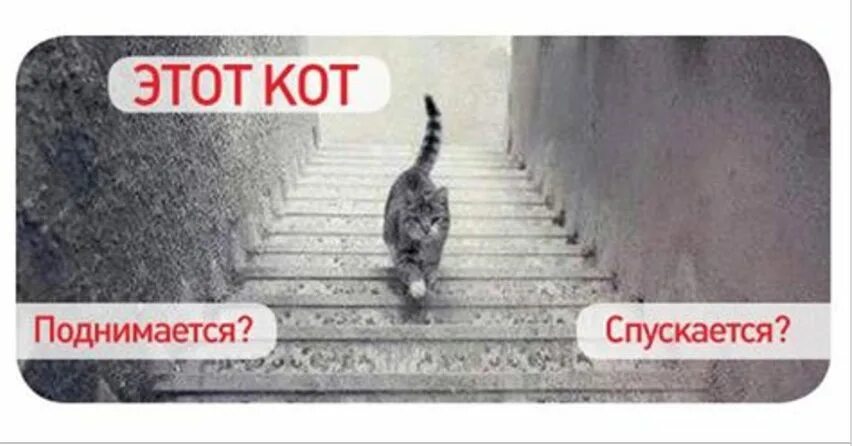 Кот поднимается по лестнице. Кошка поднимается или спускается. куда идет кот. этот кот поднимается или спускается.