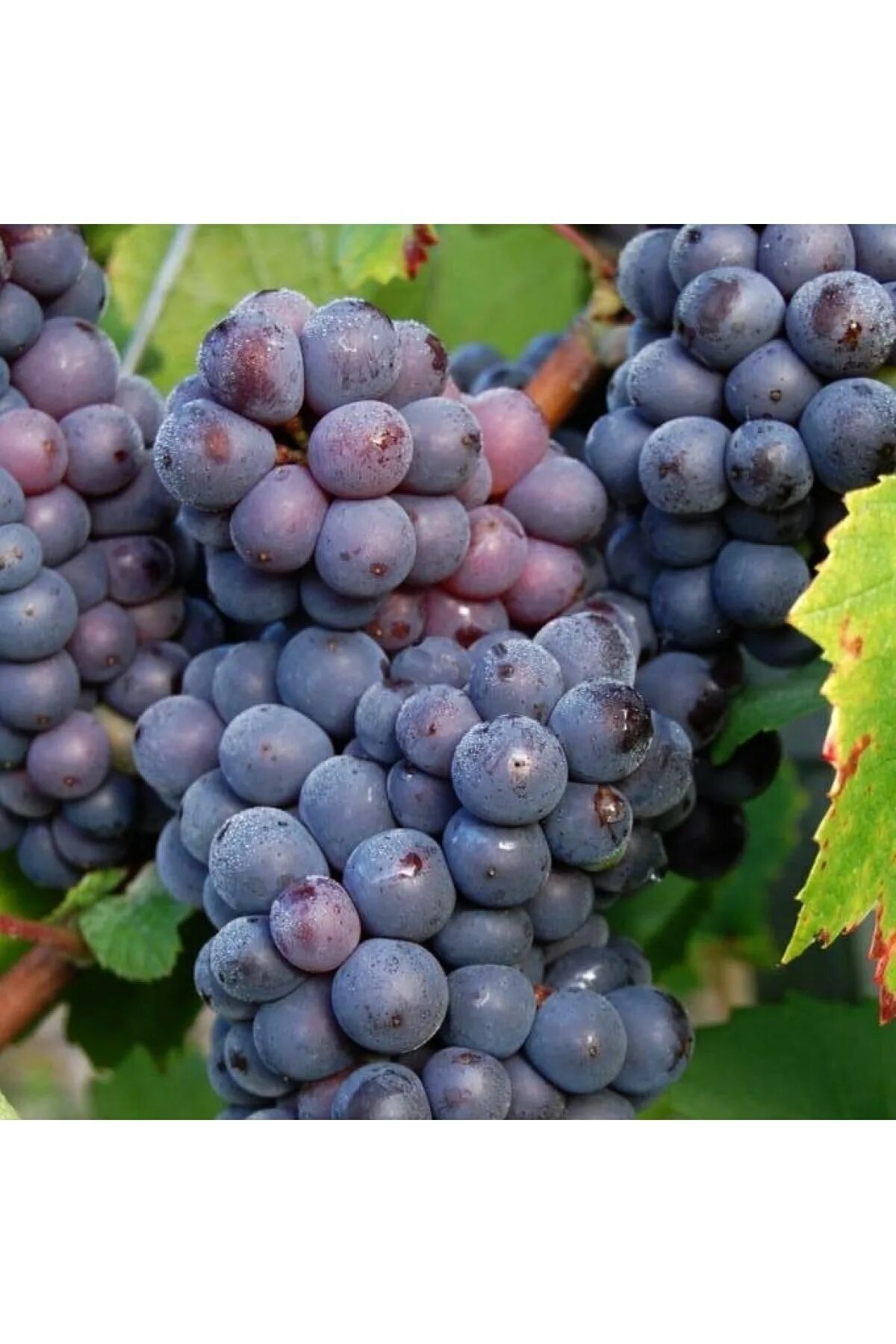 Сорт винограда ритон. Сорт винограда 3 1. Сорт винограда 3 1. Ризауш сорт винограда. Виноград амурский (vitis amurensis rupr.