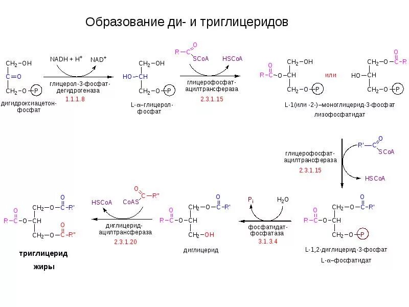 Синтез жиров происходит. Синтез липидов глицерол. Ресинтез сложных липидов. Ресинтез липидов в печени. Синтез липидов из углеводов схема реакции глицерол 3 фосфат.