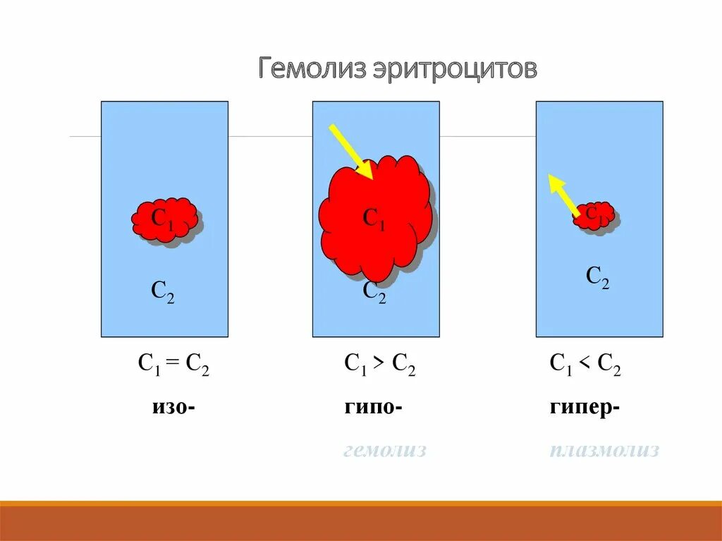 Плазмолиз и гемолиз. Гемолиз и плазмолиз эритроцитов. Гемолиз эритроцитов в растворе.