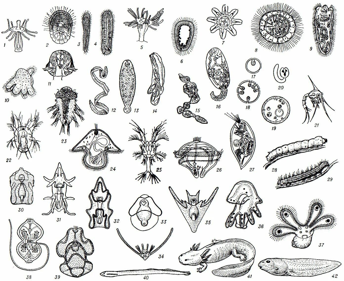 Личинки беспозвоночных животных таблица. Личиночная стадия беспозвоночных животных. Типы личинок беспозвоночных.
