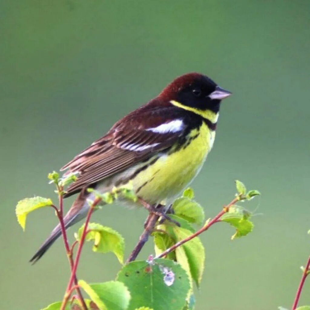 *. Дубровник – emberiza aureola pall. Дубровник птица самка. Дубровник – emberiza aureola pall. Черношапочная овсянка.