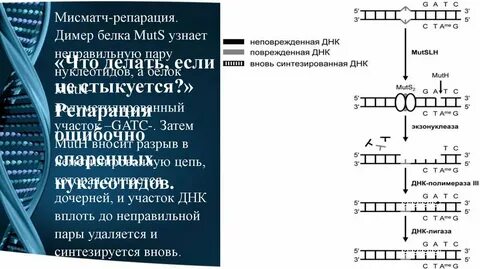 Репарация нуклеотидов