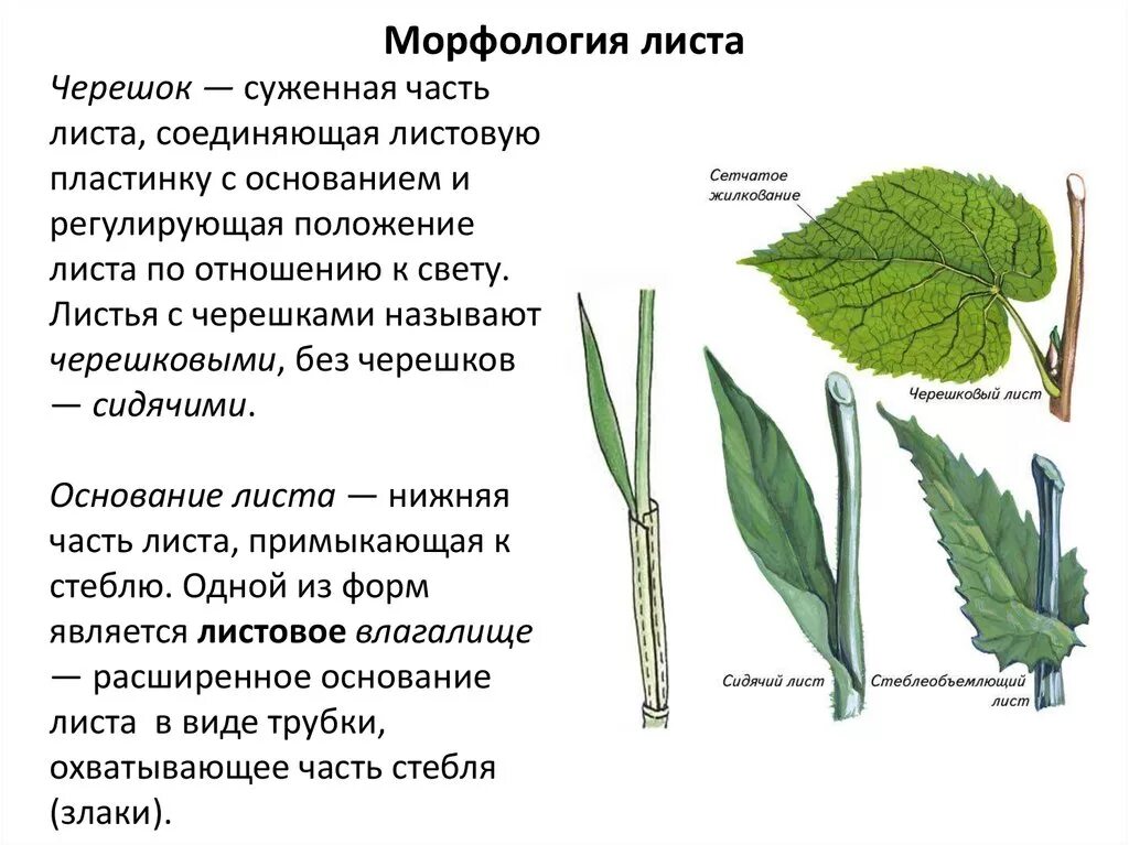 Сегменты листа. Типы черешков у листа. Основание листа черешок. Морфология листовой пластинки черешка прилистников. Морфология пластинки листа.
