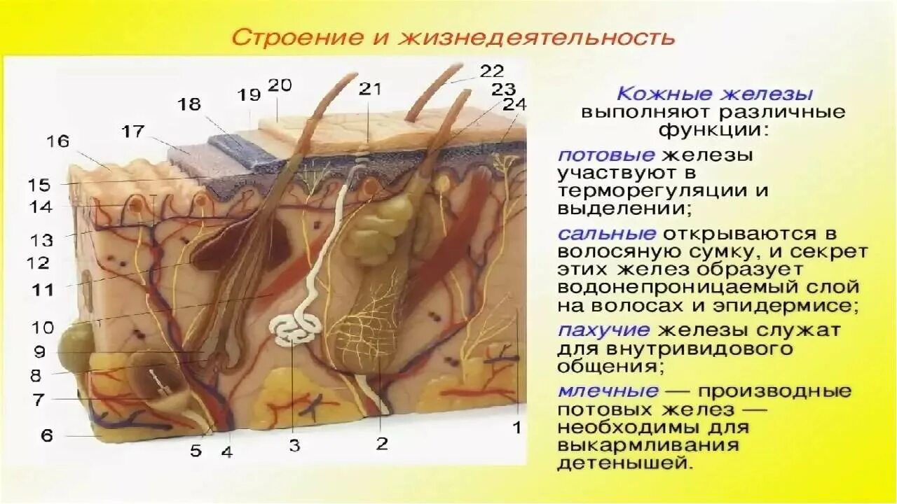 Рептилии имеют потовые железы. Потовые железы у млекопитающих. Кожные железы у животных. Строение кожи собак и кошек.