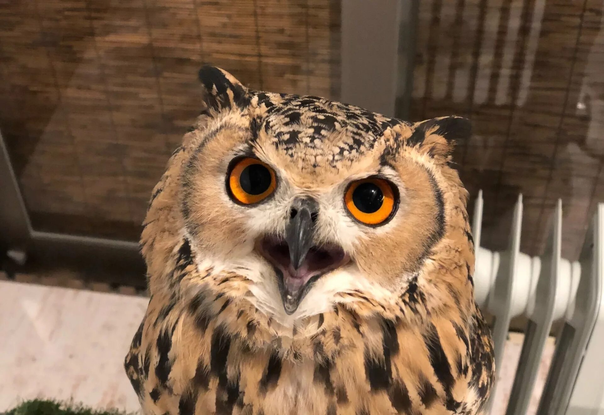 Смешные совы. Филин в дупле. Смешные совы. Сова в дупле. Смешные совы.