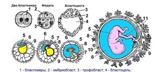 Трофобласт хорион. Оболочки плода амнион и хорион. Хорион. Строение плаценты трофобласт. Трофобласт хорион.