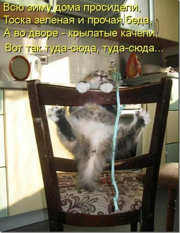 Кот туда сюда. Мартовский торт. Веселые картинки с комментариями. Вы в меня уже влюбились или мне. Кот туда сюда.