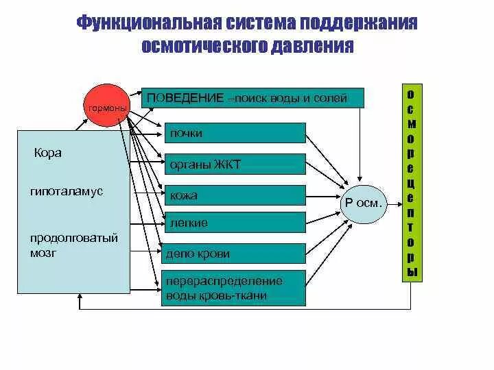 Функциональная система. Функциональная система осмотического давления. Функциональная система поддержания давления. Функциональная система поддержания уровня осмотического давления. Что понимают под функциональной системой приведите примеры