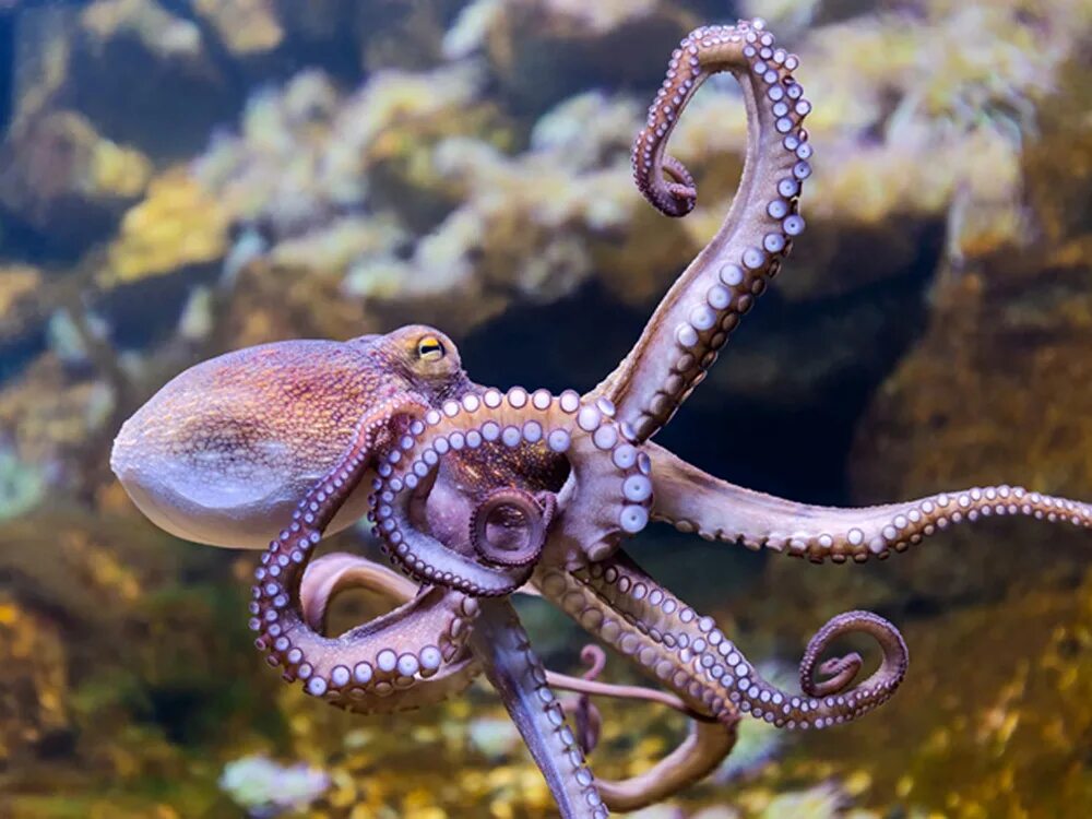 Осьминог Octopus vulgaris. Октопус вульгарис. Осьминог Дофлейна гигантский. Дальневосточный гигантский осьминог. Каракатица и кальмар