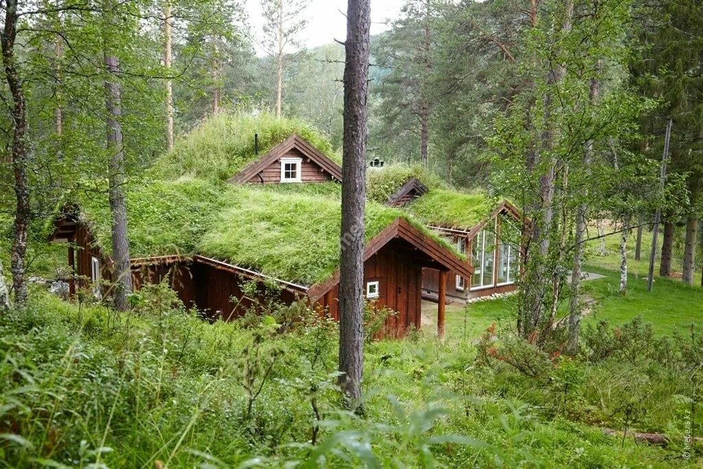 Из лесу из за дома лесничего. Лесничий дом в Норвегии. Современная Лесная Хижина Норвегия. Домик в лесу. Дом в лесу.
