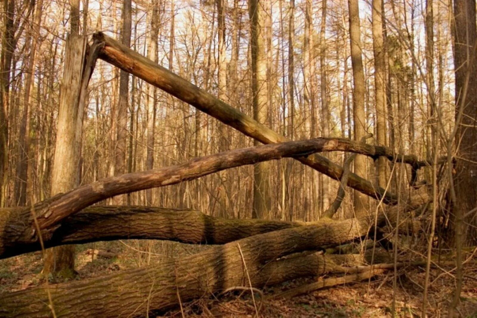Сухой валежник. Памятка по сбору валежника. Сухой валежник. Тополь валежник. Валежник что это такое.