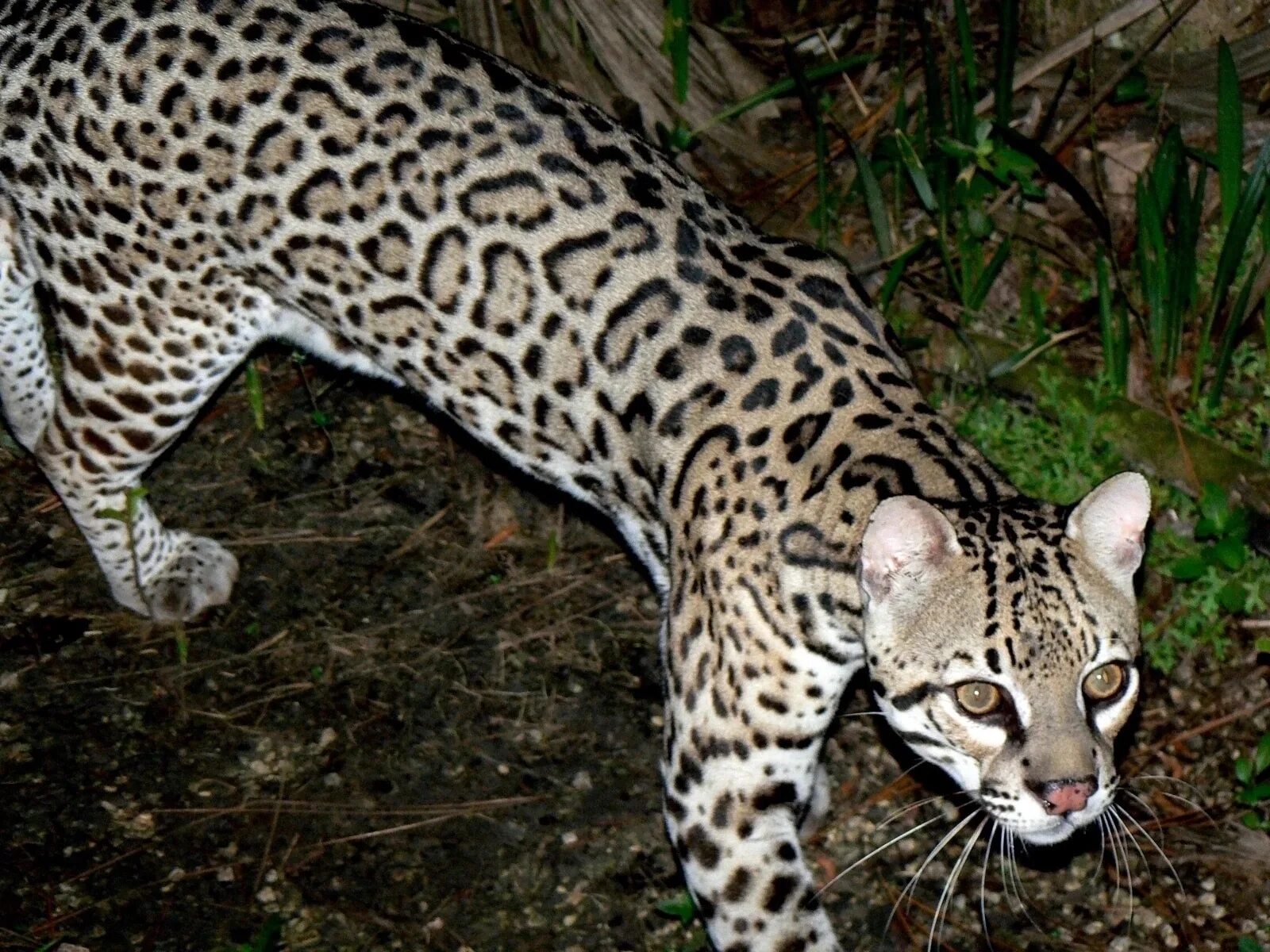 Оцелот цена. Оцелот (leopardus pardalis). Оцелот меланист. Гибрид оцелота. Оцелот альбинос.