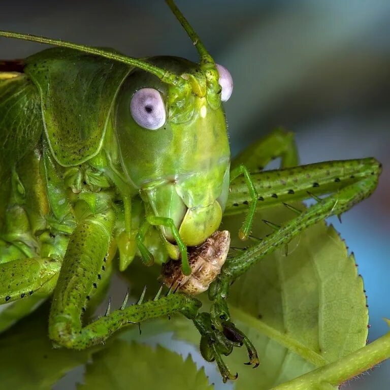 Кузнечик какой тип. Chlorobalius leucoviridis. кузнечик шелковниковой. хищный кузнечик chlorobalius leucoviridis. саранча и кузнечик.