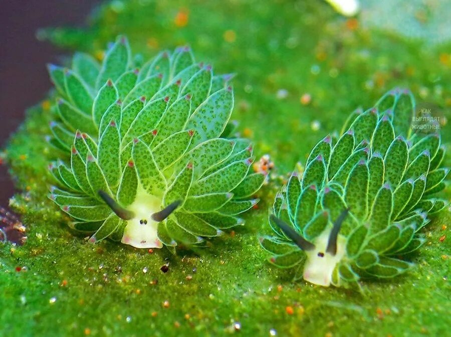 «овечий лист» (costasiella kuroshimae). «овечий лист» (costasiella kuroshimae). Costasiella kuroshimae - «морская овечка». Слизень costasiella kuroshimae. Costasiella kuroshimae - «морская овечка».