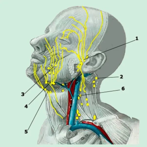 Поднижнечелюстные лимфоузлы узлы. Лимфатическая система головы и шеи анатомия. Лимфатическая система головы лба и шеи анатомия. Лимфоузлы шеи анатомия.