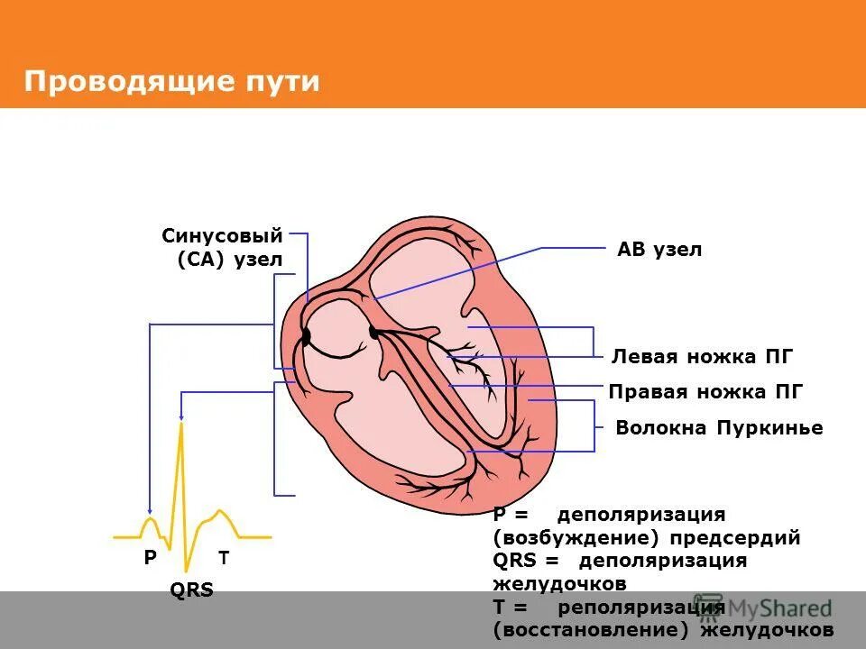 деполяризация желудочков сердца что это. деполяризация синусового узла. экг деполяризация и реполяризация. фаза деполяризации предсердий на экг представлена. деполяризация желудочков сердца что это.