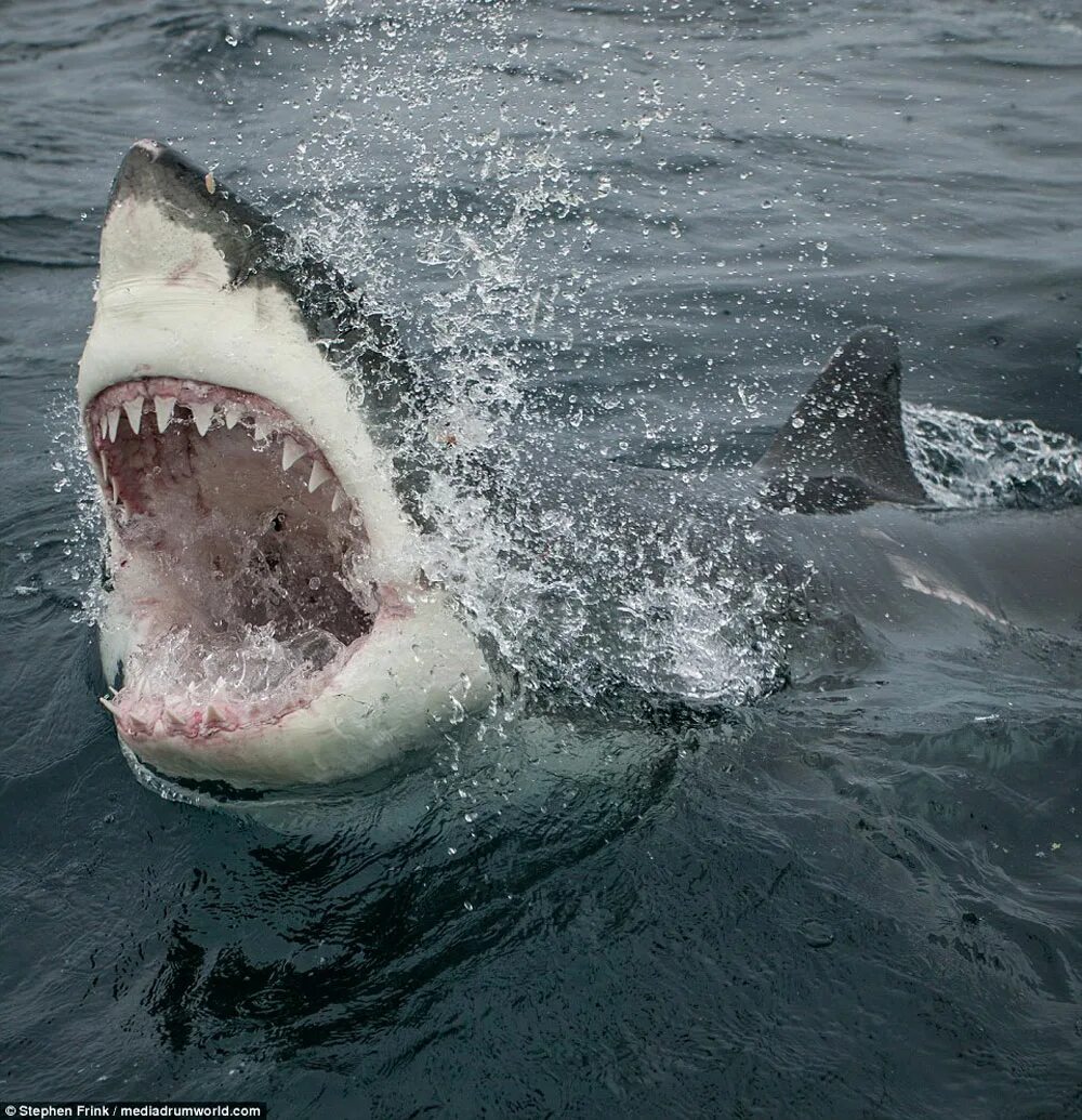 гигантская акула (basking shark). самая большая акула в мире. баскинг шарк. гигантская исполинская акула. самая крупная акула в мире.