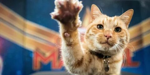 Captain Marvel's Goose the Cat Answers Fan Questions in Adorable Video...