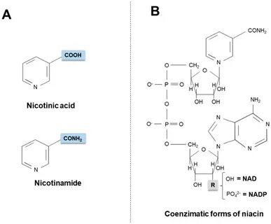 Nicotinamide retinol elastic