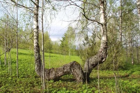 Где находился так называемый ситцевый городок