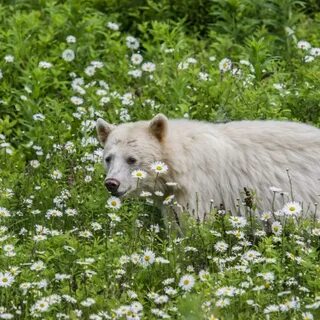 Bear better