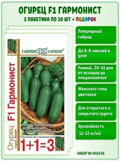 Огурец гармонист