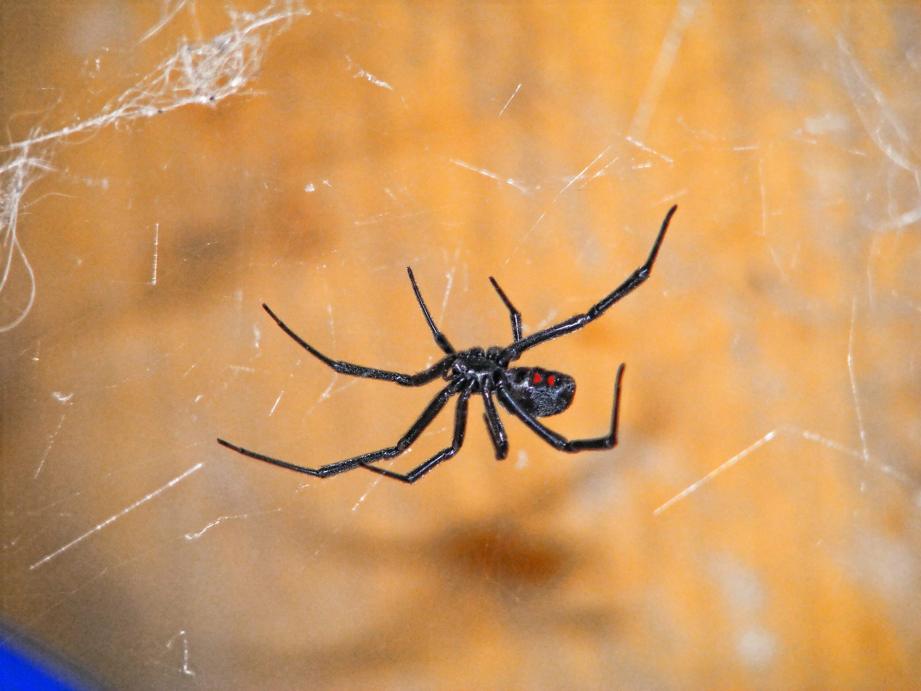У какого паука черная паутина. Каракурт паутина чёрная. Белый домашний паук Каракурт. Чёрная вдова паук паутина. Черная вдова паук и ее паутина.