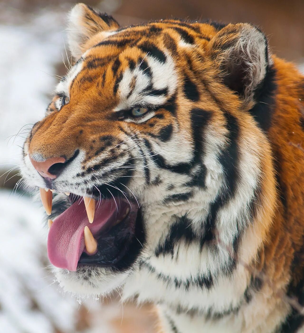 Морды тигров подборка. Заставки на телефон животные. Big tiger. Уссурийский (амурский) тигр уссурийский (амурский) тигр. Большой тигр.