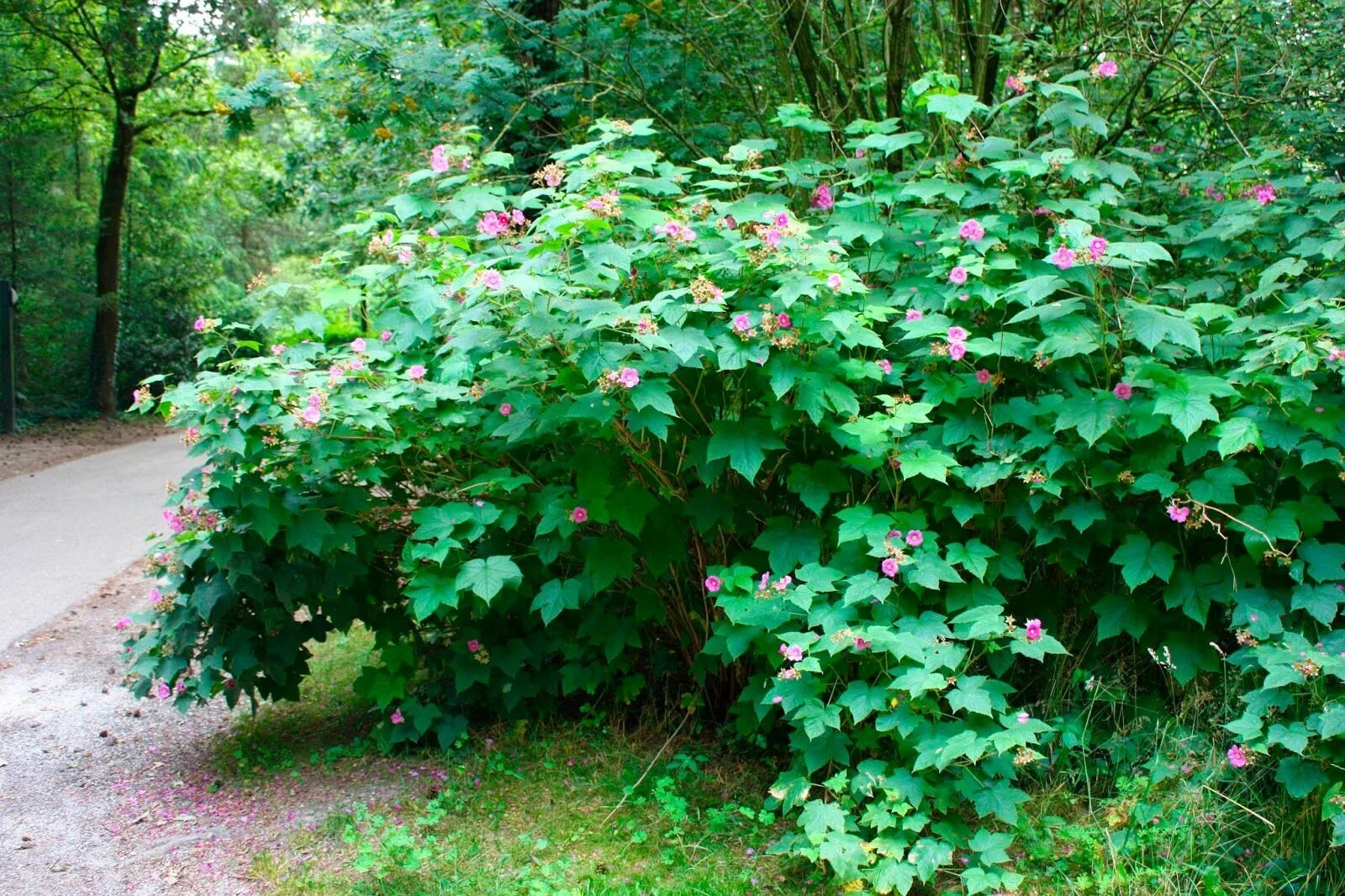 Rubus odoratus - Image of an specimen - Plantarium