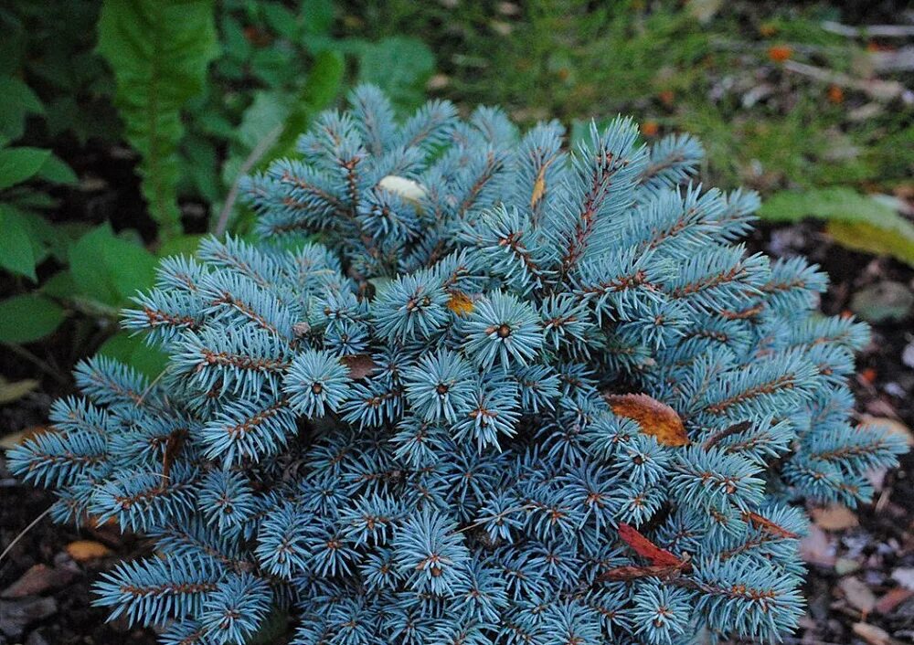 Ель колючая picea. Ель колючая Picea pungens. Picea pungens (ель колючая) 'Koster'. Ель колючая Блаукиссен. Ель голубая Picea pungens.