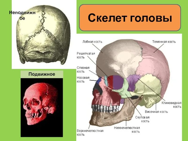 Скелет головы 8 класс биология. Презентация скелет головы и туловища 8 класс. Упругость позвоночнику придает биология 8 класс. Скелет головы и туловища 8 класс краткое. Объемная грудная клетка.