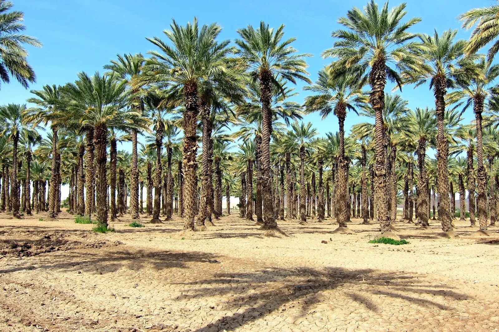Финиковая плантация. Алжир финиковая Пальма. Финиковая Пальма в Африке. Финиковые пальмы в долине Дэйс Марокко. Финиковая Пальма плантации.