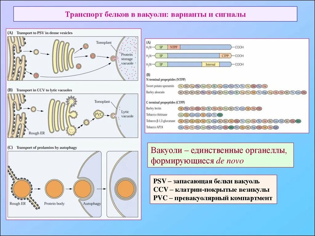 Белковый транспорт