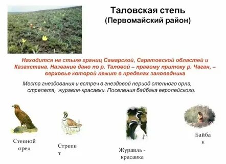 Степи сообщение 4 класс