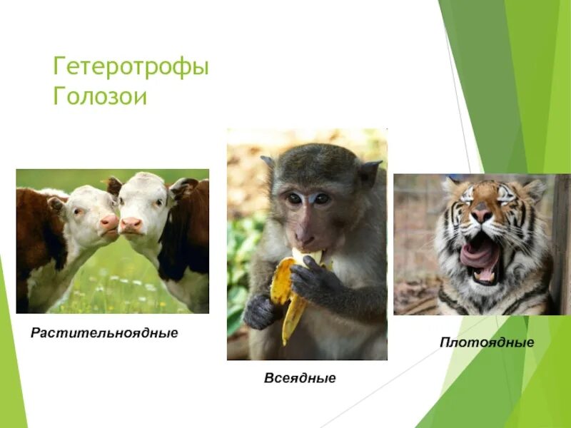 Лиса травоядное плотоядное или всеядное животное