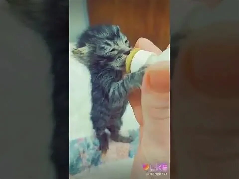 Котенок лайк котенок лайк ваги ваги. Котёнок лайк в реальной жизни. котёнок лайк в реальной жизни лицо. милый котенок просит лайк. котенок лайк и мести.