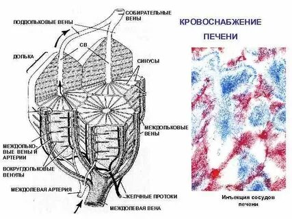 Собирательная вена печени