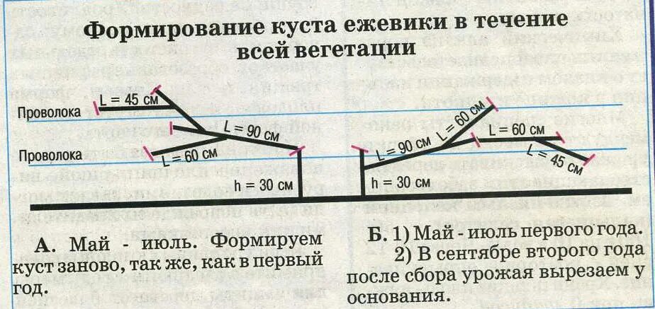 Весенняя обрезка ежевики. Схема формирования куста ежевики. Схема обрезки ежевики. Формирование куста ежевики садовой схема. Обрезка садовой ежевики весной схема.