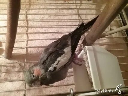 Корелла снесла без самца что делать