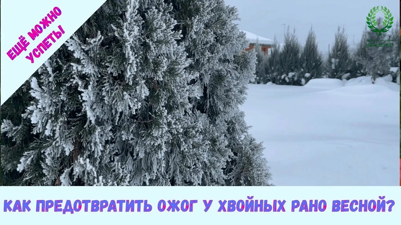 Ожог хвойных весной. Питомник роз Елены Иващенко. Видео про хвойные от Иващенко Елены.