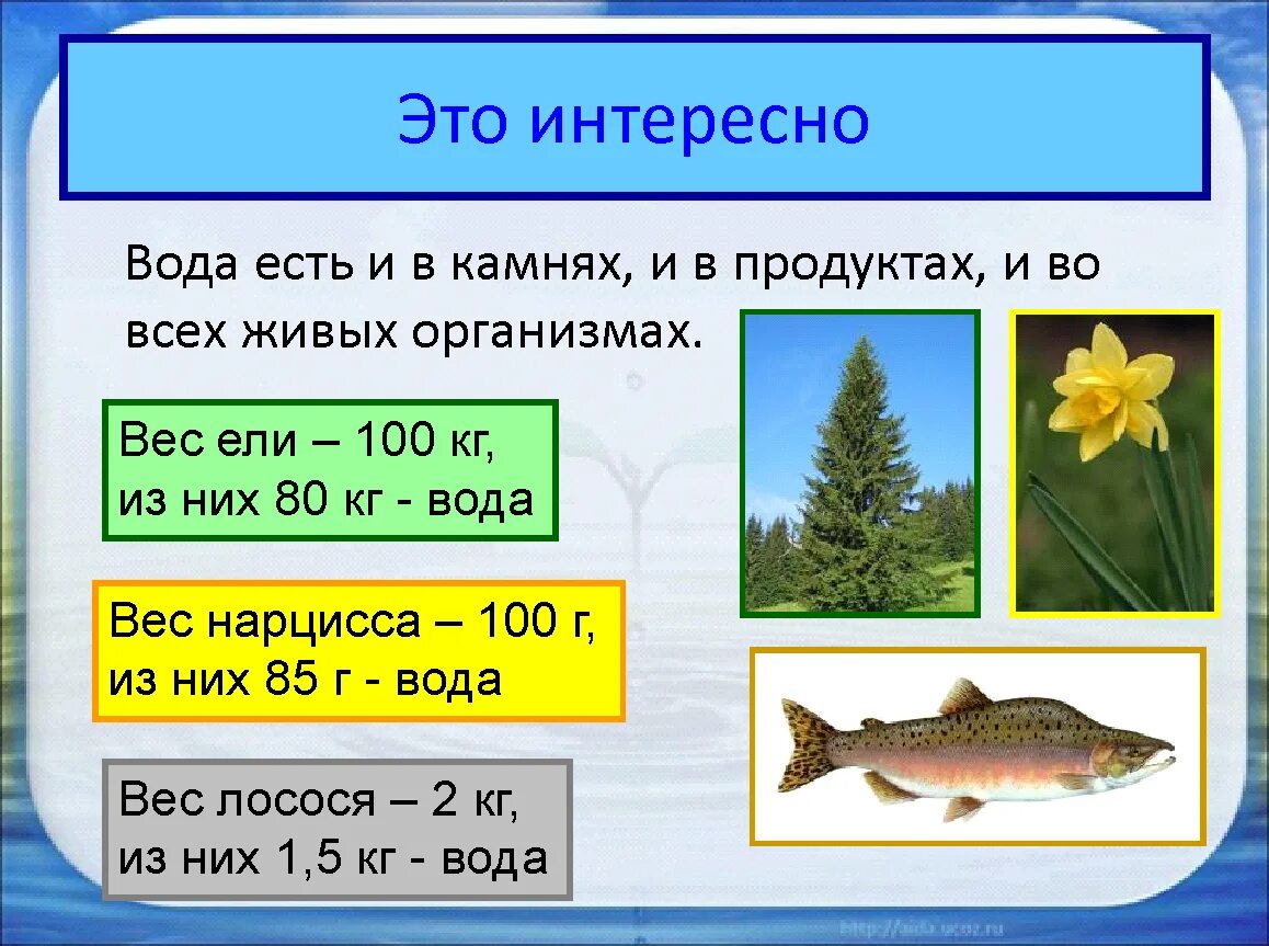 Вес организмов в воде. Окружающий мир интересные факты. Презентация о воде 2 класс. Интересные факты об окружающем мире. Факты об окружающем мире для детей.